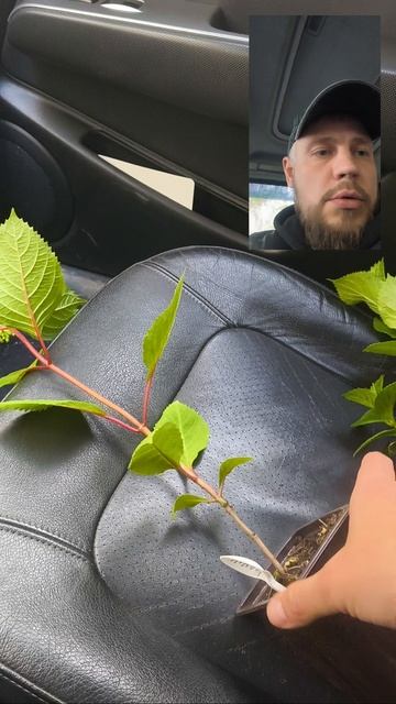 Купил саженцы крупнолистной гортензии🫡 смотреть онлайн