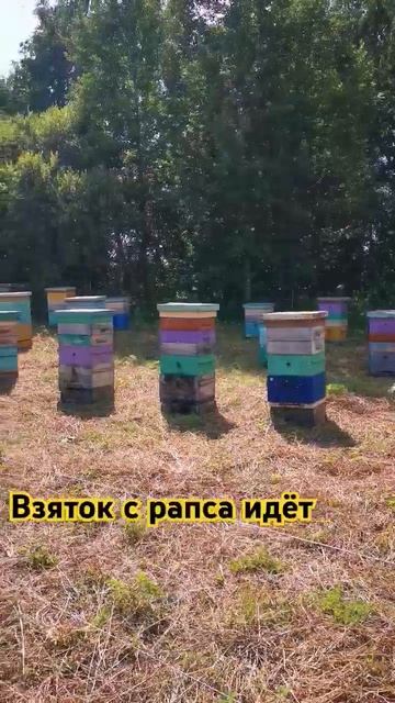 Скоро в продаже появится рапсовый мёд. Погода хорошая - Медосбор идёт🐝💪 #bee #honey #canola #рапс смотреть онлайн
