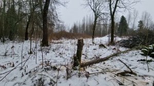 Как правильно валить Деревья ! Бензопилой