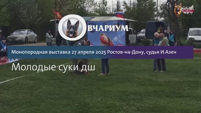 МОЛОДЫЕ СУКИ ДШ / КЧК РОСТОВ-НА-ДОНУ 27 апреля`25 И.Азен Моно немецких овчарок