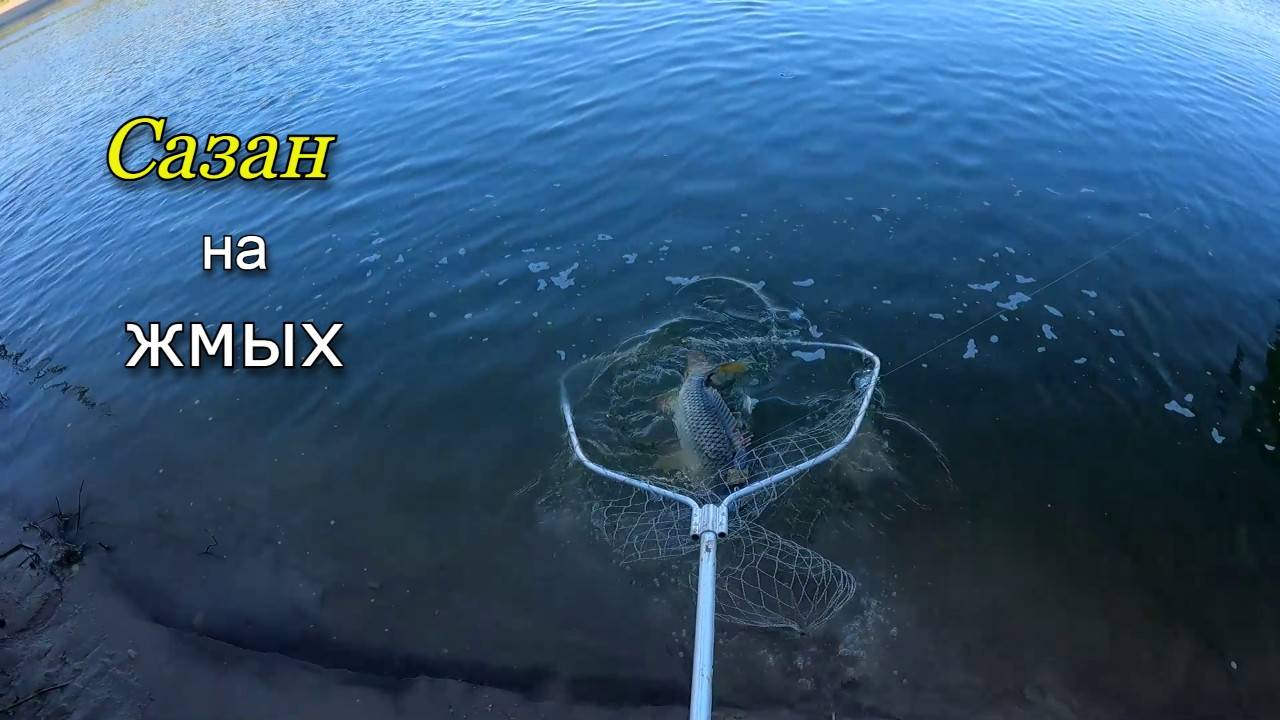 Рыбалка на донки с берега. Поймали сазана на жмых смотреть онлайн