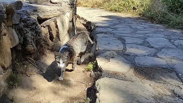 Коты Калеичи. Турция. смотреть онлайн