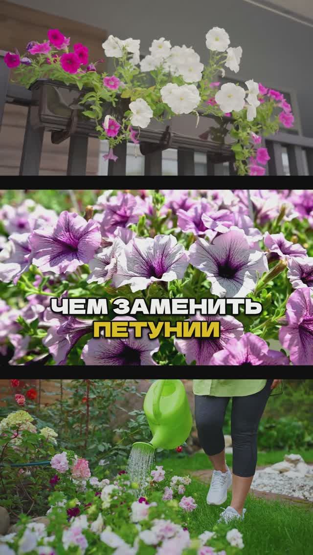 Петунии Больше Не Сажаю - Нашла Лучше!🌸🚫 #цветы #садоводничество #сад смотреть онлайн