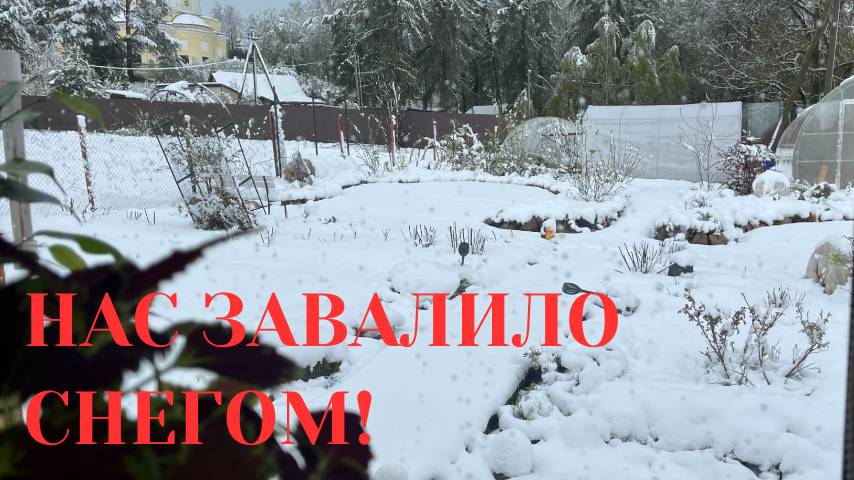 НАС ЗАВАЛИЛО СНЕГОМ / ВСЕ В МИРЕ ПОМЕНЯЛОСЬ / ЧТО С РАСТЕНИЯМ