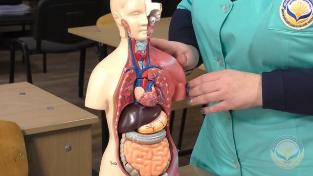 Молодша медична сестра (молодший медичний брат) з догляду за хворими - макет-"конструктор" смотреть онлайн