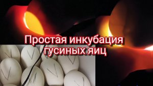 Инкубация гусиных яиц