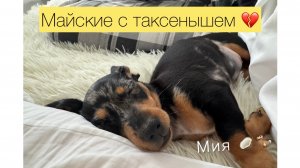 влог 3: МЫ ЗАВЕЛИ СОБАКУ!! майские с таксенышем/пишу диплом
