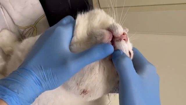 🆘😭🆘КРОВАВОЕ МЕССИВО вместо глаза😭 ПОМОГИТЕ КОТУ!🆘#shortsvideo #помощьживотным #cat #shorts