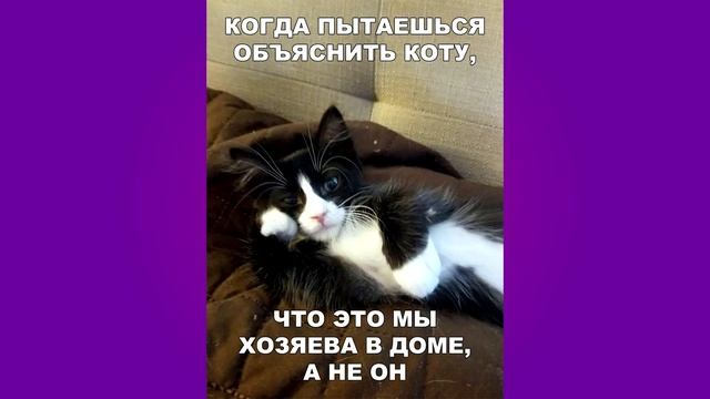 Лютые приколы, много смешных котиков смотреть онлайн