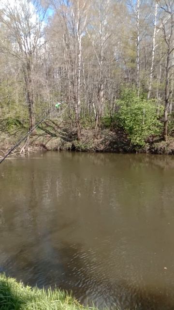 НА РЫБАЛКЕ! СМОТРИМ ПЕЙЗАЖ! И ПЕНИЕ ПТИЦ! #fishing #рыбалка смотреть онлайн