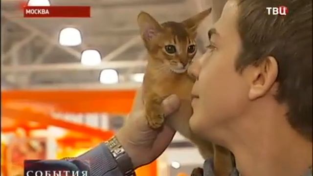 Сюжет ТВЦ о фестивале Экспокот 2013 смотреть онлайн