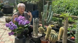 Первое цветение пионов в 2025 году / Сад Ворошиловой