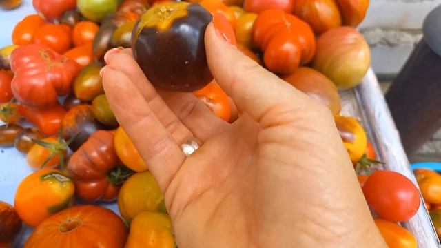 ВЕЛИЧЕЕЗНИЙ домашній кавун🍉ШИКАРНІ персики у сестри🍑Мої дачні роботи🍅#кавун#диня#баштан#сад#город