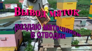 Вывод маток. Раздаю маточники в отводки