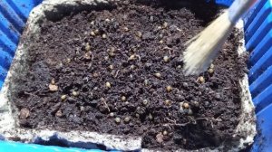 Через сколько вылупляются коконы червей дендробена