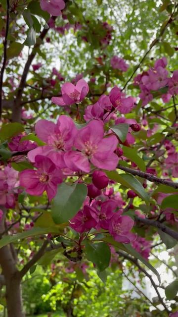 Яблоня #цветы #2025 #садидача