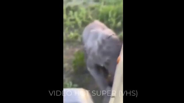 Любопытному слонёнку приглянулась машина с туристами. Детёныш решил подойти к транспортному средству