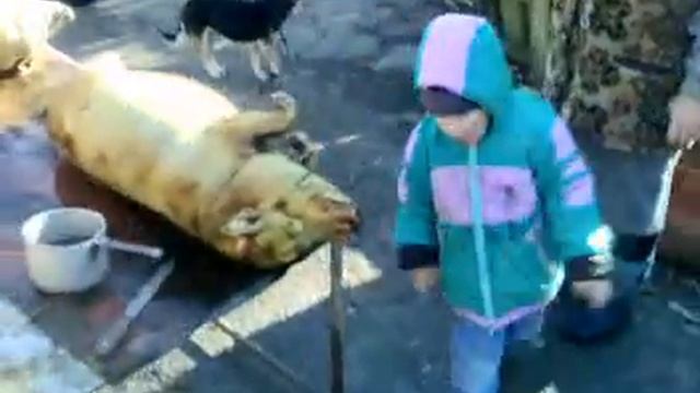 Голод не тетка) Прикол! смотреть онлайн