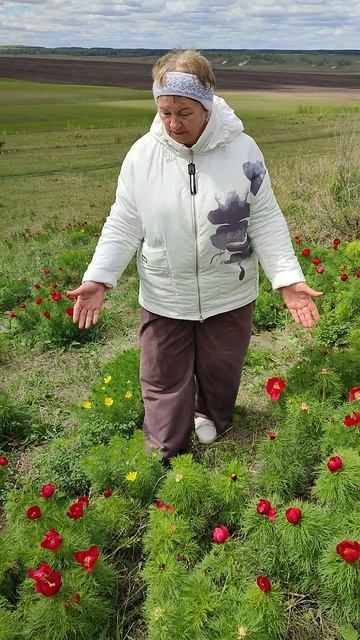 Лазоревый край! Распустились лазорики! Ульяновская область Радишевский район! смотреть онлайн