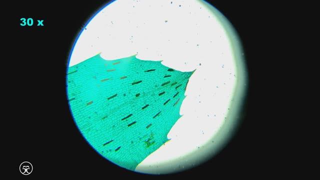 Лист водорослей (гидрилла мутовчатая) под микроскопом 🔬 4К Hydrilla verticillata смотреть онлайн