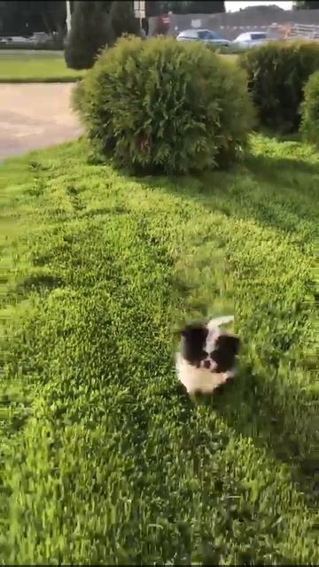 Щенок Шпицехин в редком единственном экземпляре (о.Японский хин х  м. Шпиц) девочка.Прививкидоставк