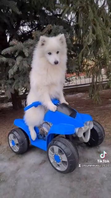 щенки Японского Шпица белаясобака питомник продажа щенков