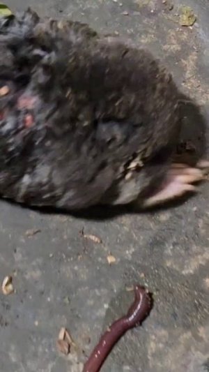 Крот ест дождевого червя. Кто травмировал крота, я не знаю