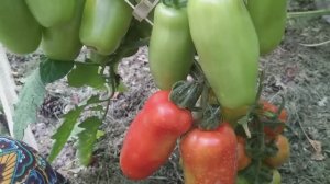 Томат Дрова поразил количеством сладких красивых плодов