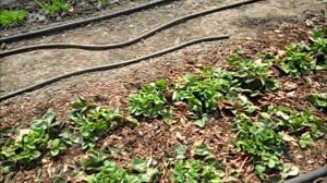 Защита клубники от весенних заморозков