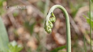 Папоротник Орляк. Любимое лакомство Дальневосточников.