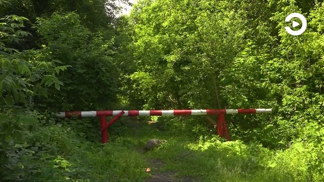 В лесах Пензенской области создают минерализованные полосы