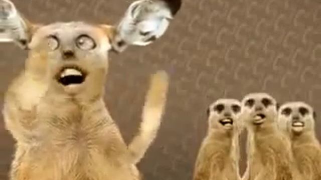 Приколы с поющими котами/ кошачий дуэт)) смотреть онлайн