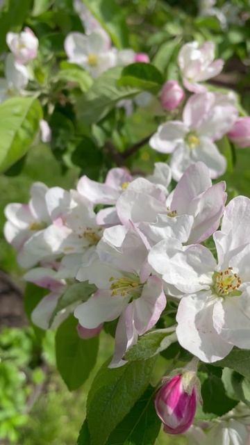 Яблоня #цветы #садиогород #растения #садидача #уход