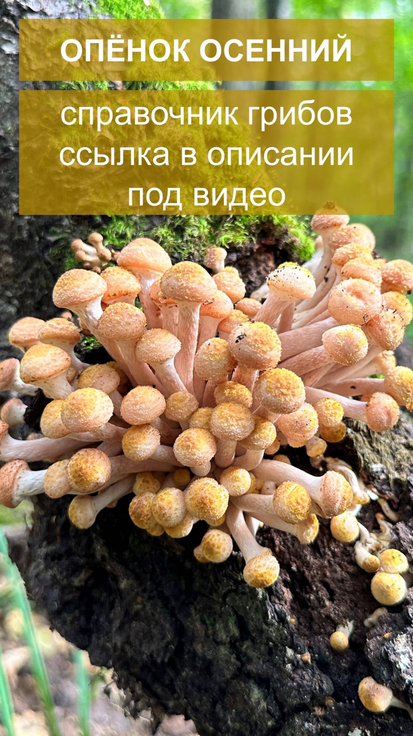 Опёнок осенний - справочник грибов смотреть онлайн