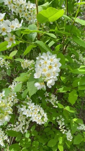 Черемуха #цветы #садиогород #садидача #садоводство #уход #комнатныерастения