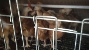 Цыплята Ред Бро