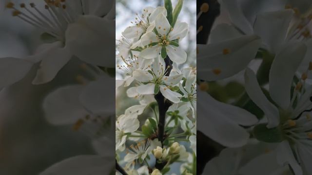 Слива лучше сакуры.