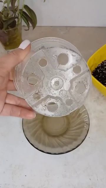 Что делать, если вытянулась зебрина? #лайфхак #plants #garden