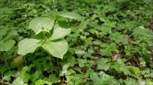 #4. Классификация растений. Однодольные и двудольные