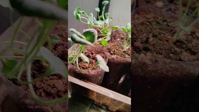 выращивание дихондры из семян смотреть онлайн