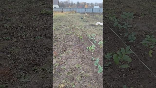 Посадка Лавровишни под зиму! смотреть онлайн