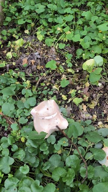 Нашел грибы в лесу смотреть онлайн