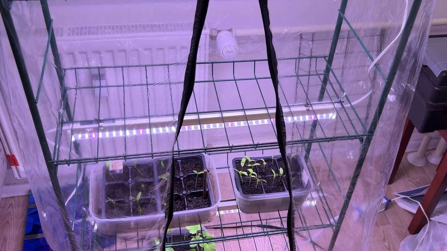 Полноценный парник для выращивания рассады. Собрал за 40 минут.