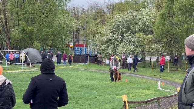 2 Отл. СС НОРД ХАРТВИН Супер Агент +++ №18 / КЧК САМАРА 27 апреля`25 И.Герлеман Моно нем. овчарок