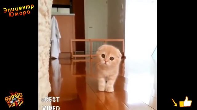 НЕ ДЕТСКИЕ ПРИКОЛЫ 2017 ВЗРОСЛЫЕ ПРИКОЛЫ смотреть онлайн