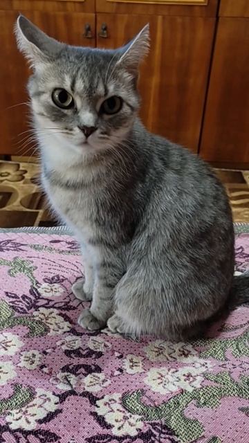 Барса показывает, как умеет ушки выворачивать. Кто так умеет_ смотреть онлайн