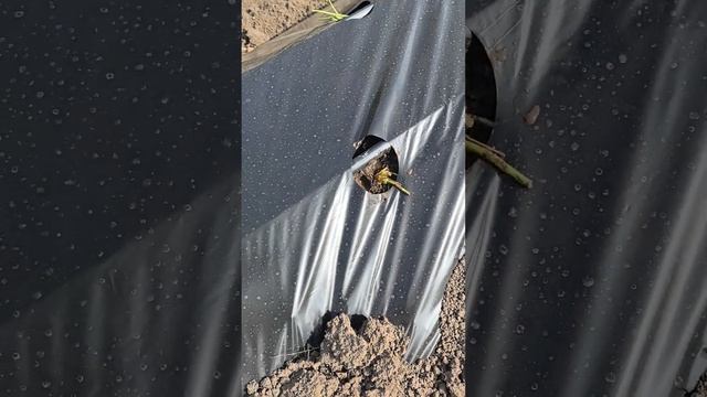 Клубника, 🍓 плантация , деревня , посадка усиков