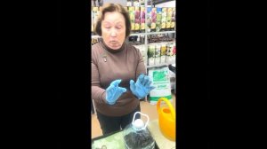 Посадка древовидного пиона с однолетней прививкой.