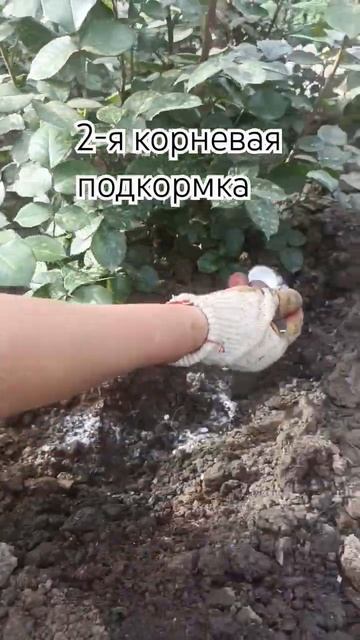 27.04.24г. #розы #краснодар #дачанаюге #советы #подкормки #sh смотреть онлайн