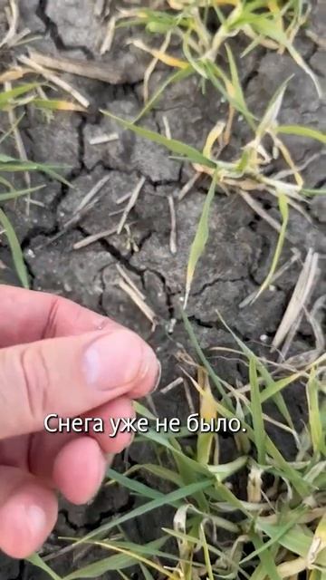 Диаммофоска по мёрзло-талой почве смотреть онлайн